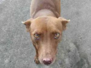 Cachorro raça Viralata  idade 2 anos nome Marrom