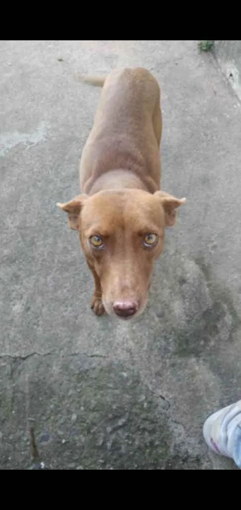 Cachorro ra a Viralata  idade 3 anos nome Marrom 