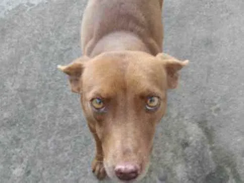 Cachorro ra a Viralata  idade 3 anos nome Marrom 