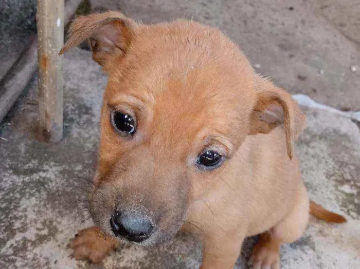 Cachorro ra a Viralata  idade Abaixo de 2 meses nome Não tem nome