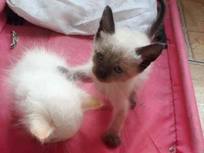 Gato raça Sem raça definida  idade 2 a 6 meses nome Gatinhos brancos