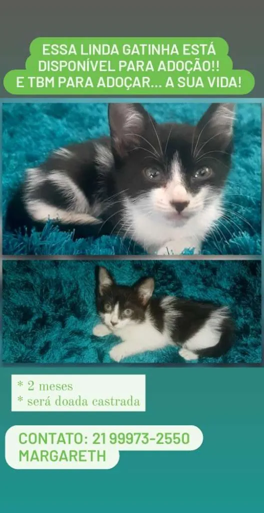 Gato ra a SRD-ViraLata idade 2 a 6 meses nome menina