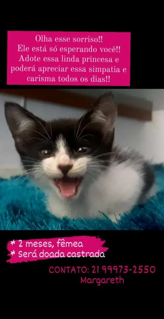 Gato ra a SRD-ViraLata idade 2 a 6 meses nome menina