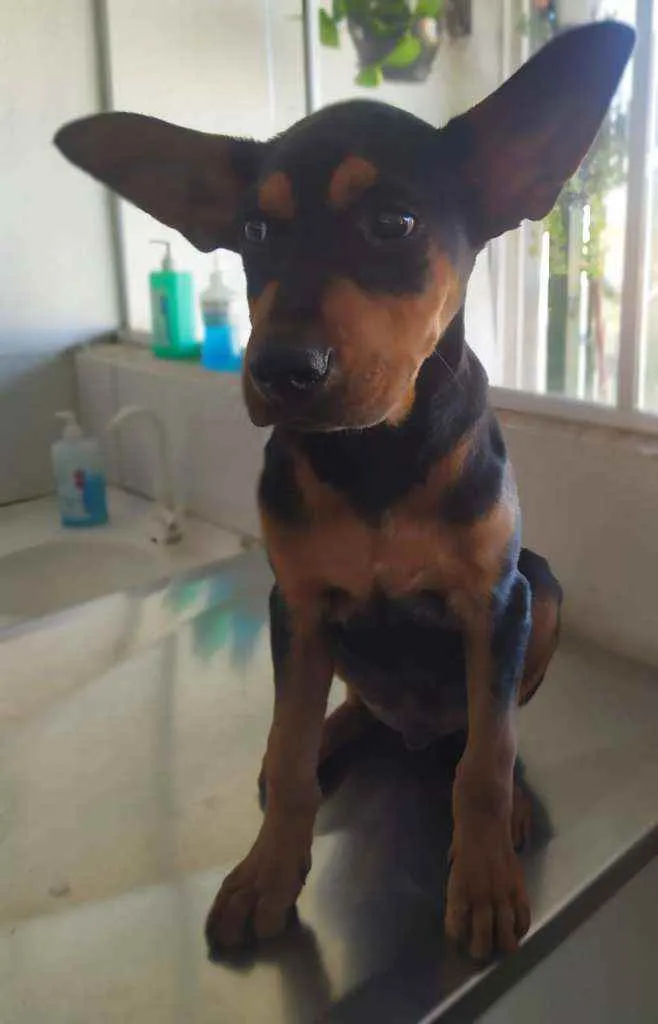 Cachorro ra a Srd idade 2 a 6 meses nome Thor
