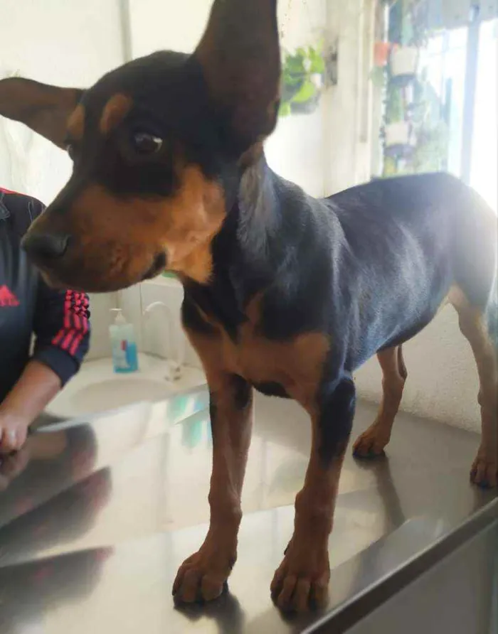 Cachorro ra a Srd idade 2 a 6 meses nome Thor