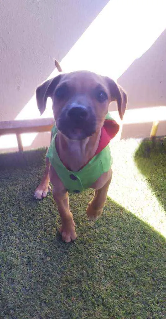 Cachorro ra a Srd idade 2 a 6 meses nome Theo