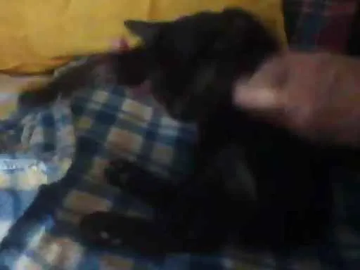 Gato ra a Não especificada idade 2 a 6 meses nome Juju (Julinha)