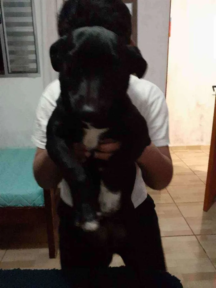 Cachorro ra a Vira-lata  idade 2 a 6 meses nome Lolla