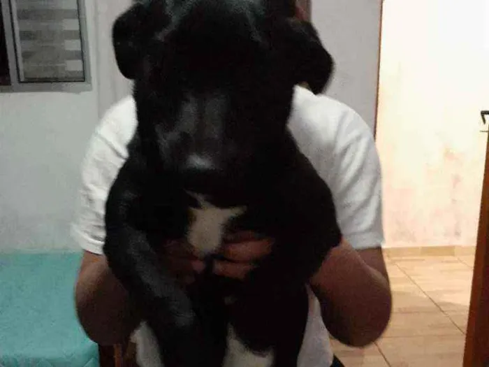 Cachorro ra a Vira-lata  idade 2 a 6 meses nome Lolla