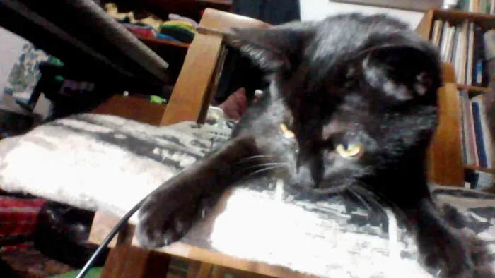 Gato ra a Não especificada idade 2 a 6 meses nome Juju (Julinha)