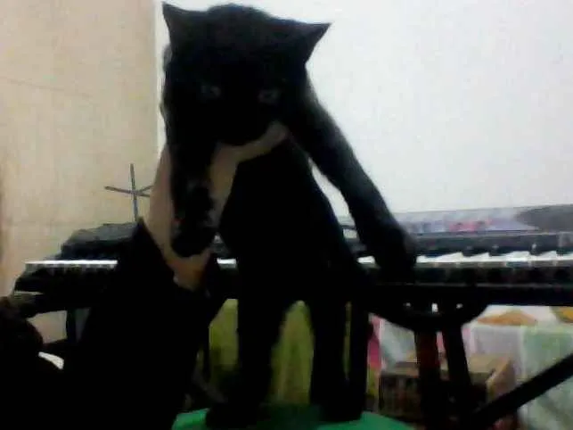 Gato ra a Não especificada idade 2 a 6 meses nome Juju (Julinha)