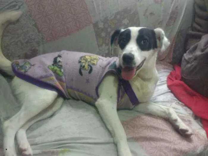 Cachorro ra a SRD idade 7 a 11 meses nome Zoe