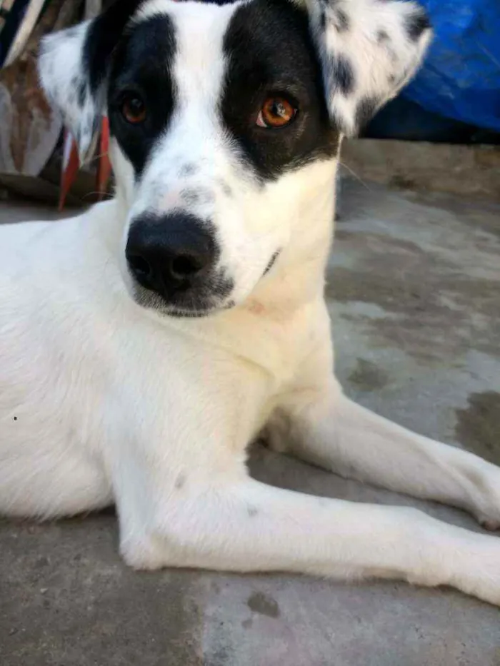 Cachorro ra a SRD idade 7 a 11 meses nome Zoe