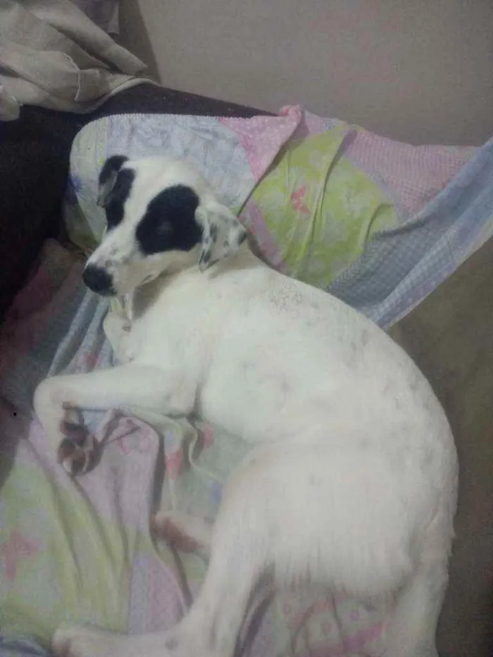 Cachorro ra a SRD idade 7 a 11 meses nome Zoe