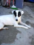 Zoe