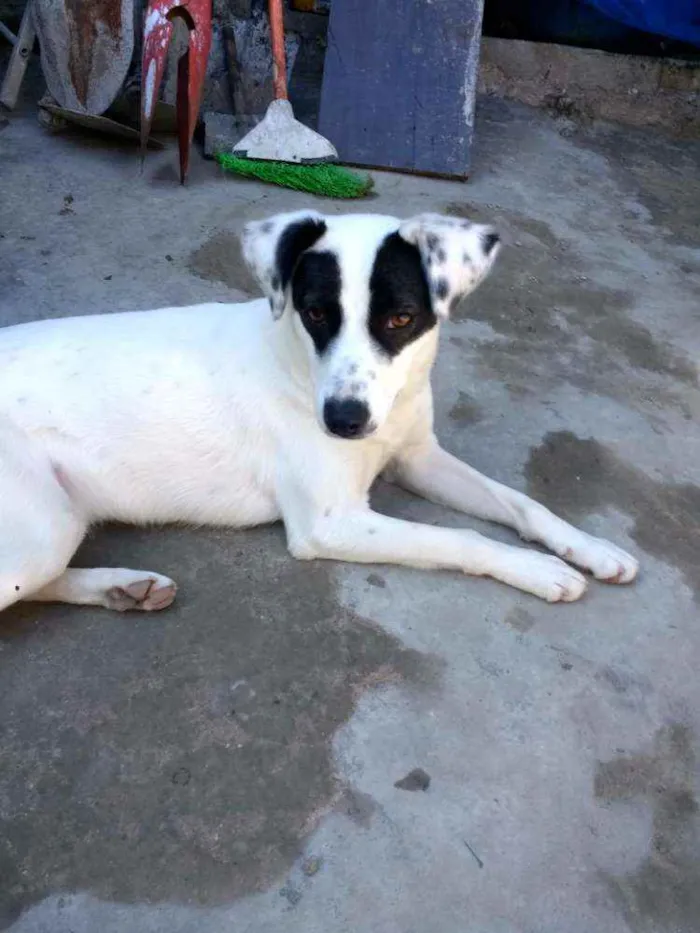 Cachorro ra a SRD idade 7 a 11 meses nome Zoe