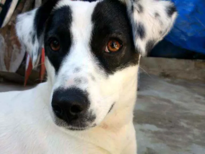 Cachorro ra a SRD idade 7 a 11 meses nome Zoe