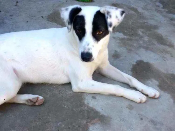 Cachorro ra a SRD idade 7 a 11 meses nome Zoe