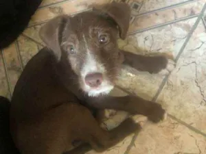 Cachorro raça SRD idade 2 a 6 meses nome Yufi