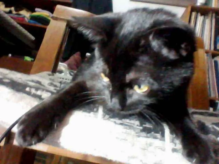Gato ra a Não especificada idade 2 a 6 meses nome Juju (Julinha)
