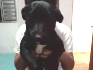 Cachorro raça Vira-lata  idade 2 a 6 meses nome Lolla