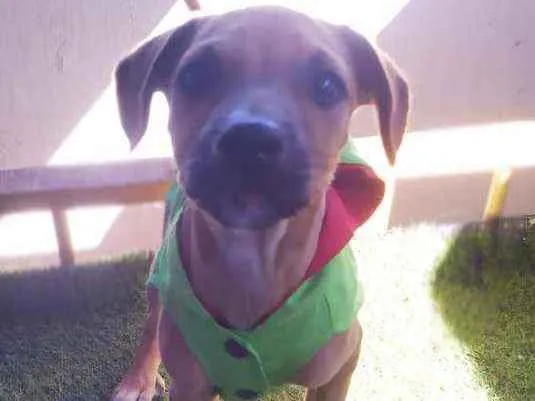 Cachorro ra a Srd idade 2 a 6 meses nome Theo