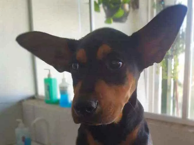 Cachorro ra a Srd idade 2 a 6 meses nome Thor