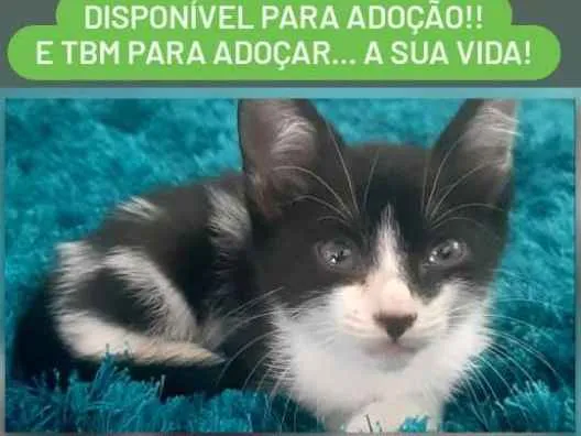 Gato ra a SRD-ViraLata idade 2 a 6 meses nome menina