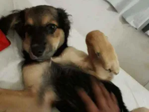 Cachorro raça Vira lata  idade 2 a 6 meses nome Bella
