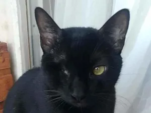 Gato raça Srd idade 2 anos nome Jack