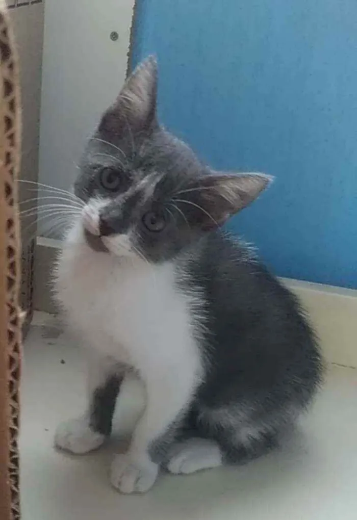 Gato ra a Srd idade 2 a 6 meses nome Bjork