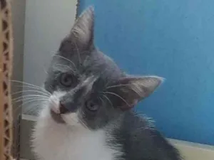 Gato raça Srd idade 2 a 6 meses nome Bjork
