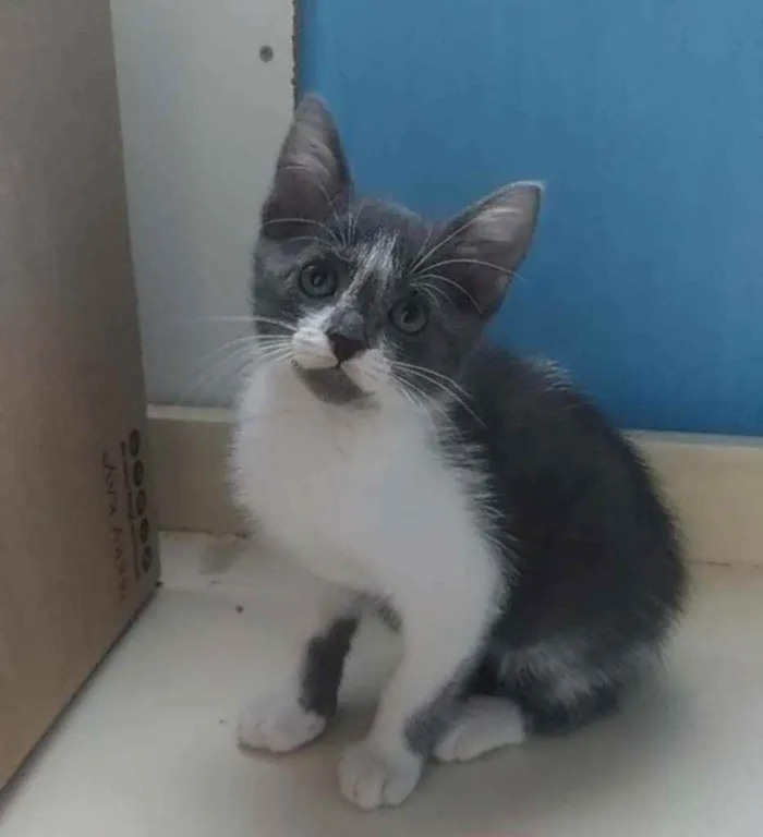 Gato ra a Srd idade 2 a 6 meses nome Bjork