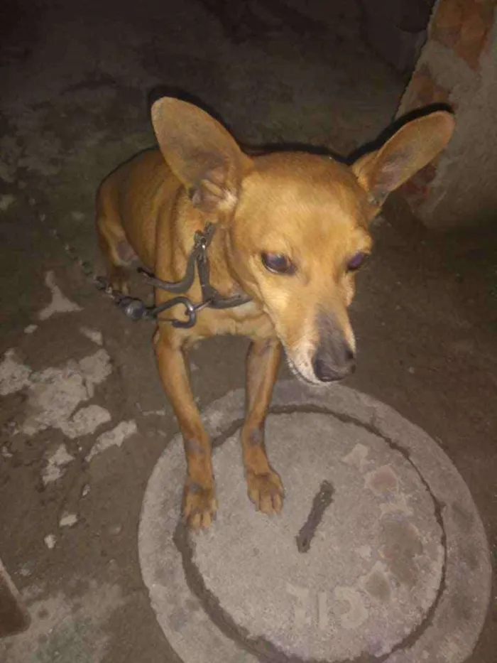 Cachorro raça Pinche  idade 5 anos nome baby