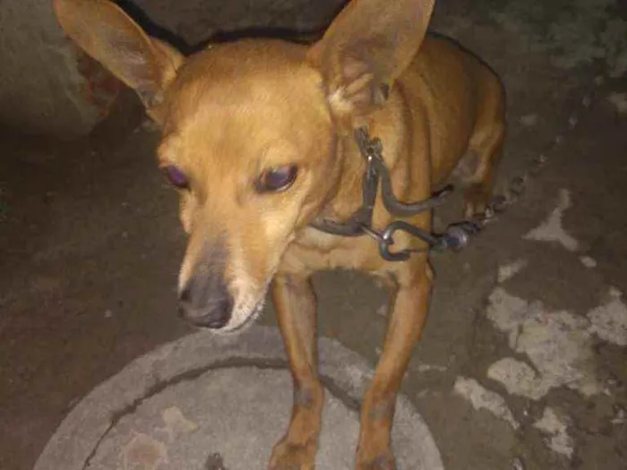 Cachorro raça Pinche  idade 5 anos nome baby