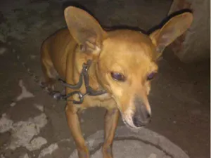 Cachorro raça Pinche  idade 5 anos nome baby