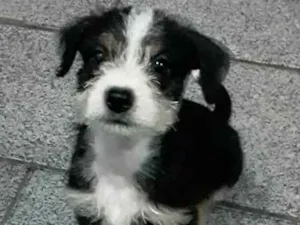 Cachorro raça SRD idade 2 a 6 meses nome Fêmea  sem nome