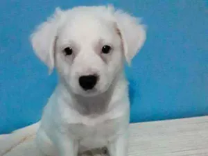 Cachorro raça SRD idade 2 a 6 meses nome Macho sem nome