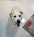 Doggo