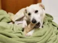 Doggo