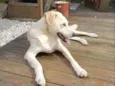 Doggo