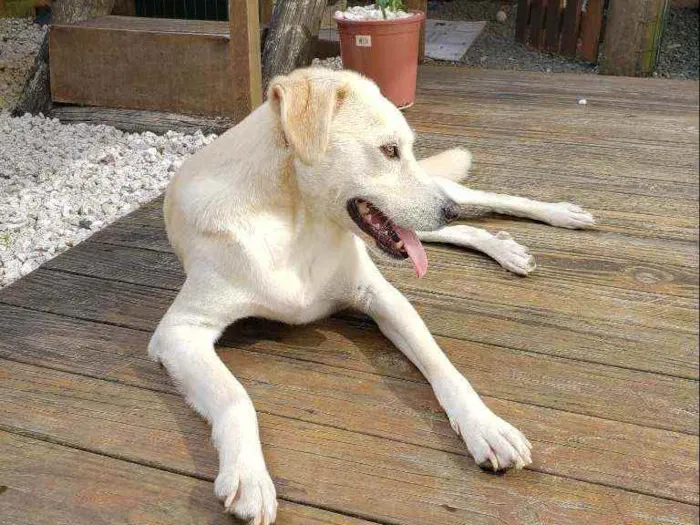 Cachorro ra a SRD idade 1 ano nome Doggo