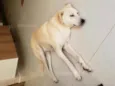 Doggo