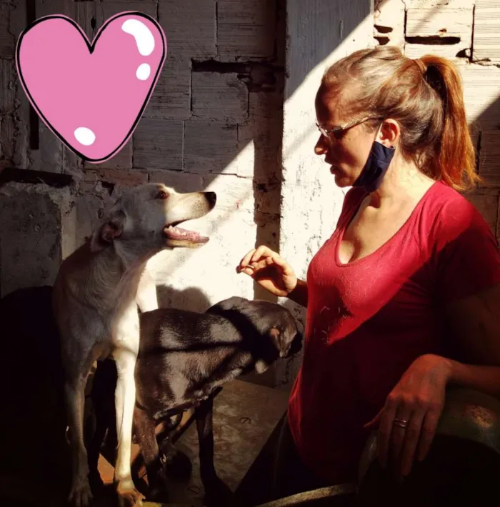 Cachorro ra a sem raça definida idade 1 ano nome Gasparzinho