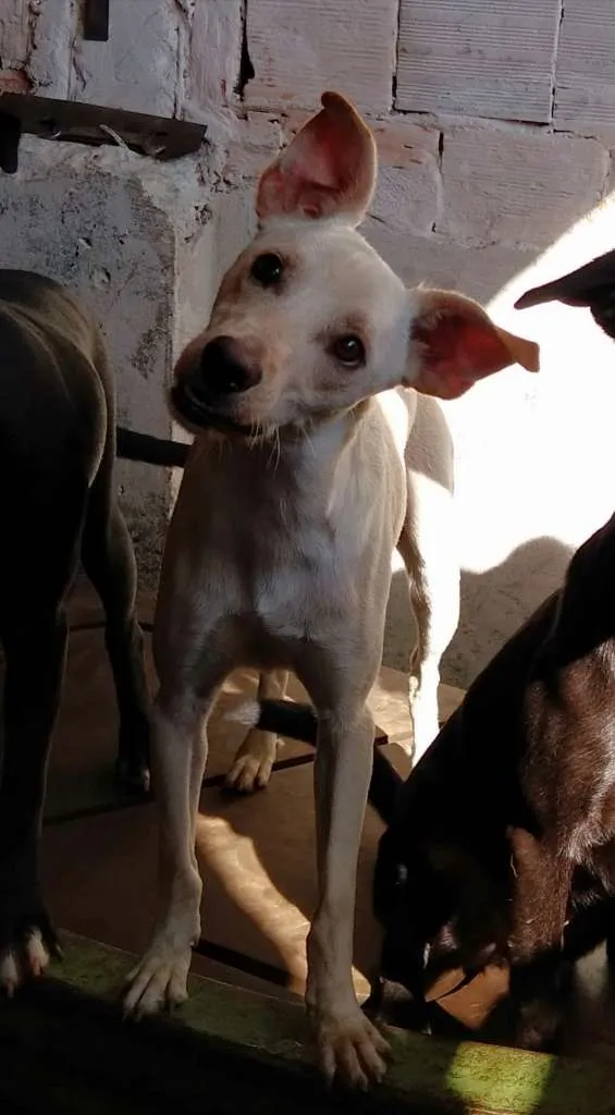 Cachorro ra a sem raça definida idade 1 ano nome Gasparzinho