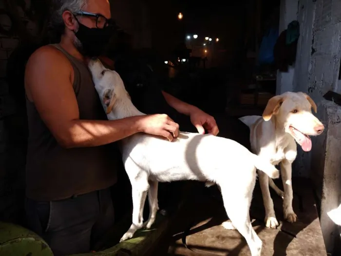 Cachorro ra a sem raça definida idade 1 ano nome Gasparzinho