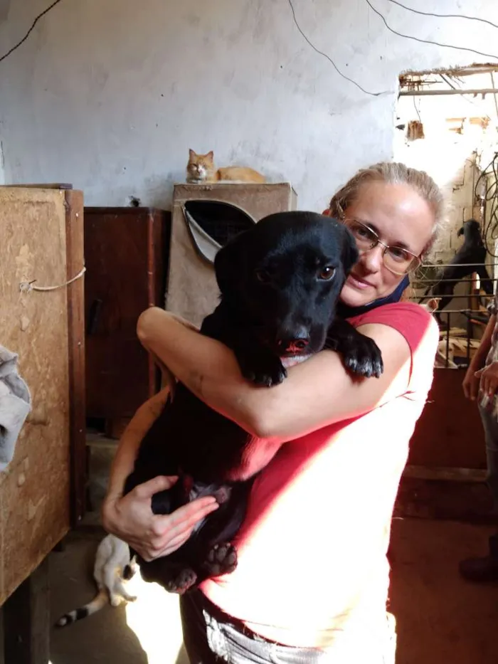 Cachorro ra a sem raça definida idade 1 ano nome Shin-shang