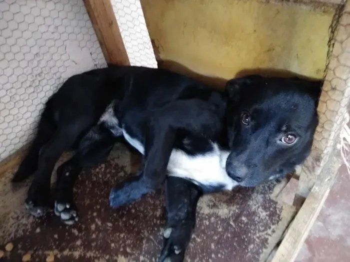 Cachorro ra a sem raça definida idade 1 ano nome Shin-shang
