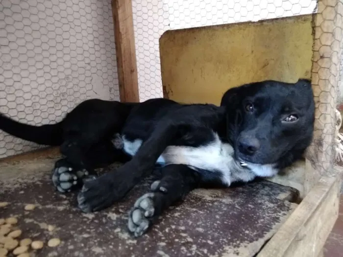 Cachorro ra a sem raça definida idade 1 ano nome Shin-shang