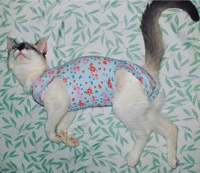 Gato ra a Siamês idade 7 a 11 meses nome Anastácia